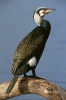 Kormorán velký (Phalacrocorax carbo)