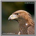 Orel skalní (Aquila chrysaetos)