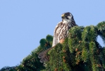 Ostříž lesní (Falco subbuteo)