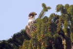 Ostříž lesní (Falco subbuteo)