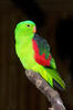 Papoušek červenokřídlý (Aprosmictus erythropterus)