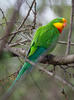 Papoušek nádherný (Polytelis swainsonii)