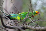 Papoušek nádherný (Polytelis swainsonii)