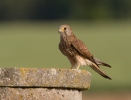 Poštolka obecná (Falco tinnunculus)