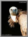 Sup bělohlavý (Gyps fulvus)