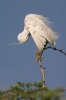Volavka stříbřitá (Egretta garzetta)