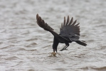 Vrána obecná (Corvus corone corone)