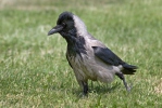 Vrána obecná - šedá