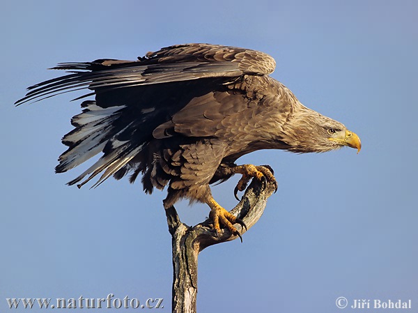 http://www.naturfoto.cz/fotografie/ptaci/orel-morsky-3029.jpg