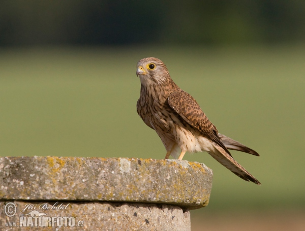 Poštolka obecná (Falco tinnunculus)