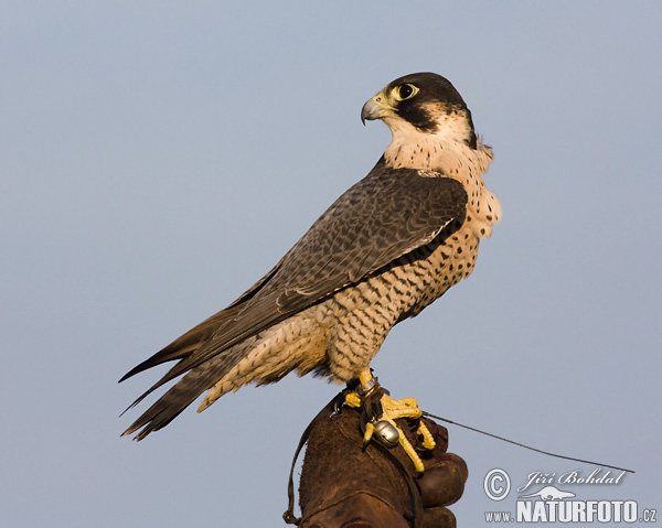 Sokol sťahovavý (Falco peregrinus)