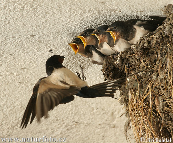 http://www.naturfoto.cz/fotografie/ptaci/vlastovka-obecna-29748.jpg http://www.naturfoto.cz/fotografie/ptaci/vlastovka-obecna-29748.jpg