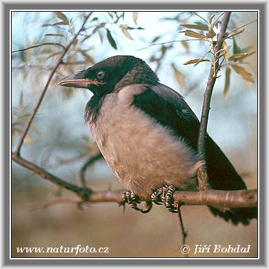 Vrána obyčajná (Corvus corone cornix)