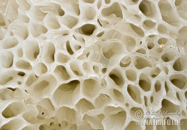 rohačka kríčkovitá v. pórovitá (Ceratiomyxa fruticulosa var. porioides)