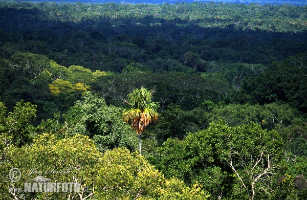 Deštný les Petén (GCA)