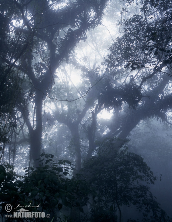 Horský deštný les (VA)