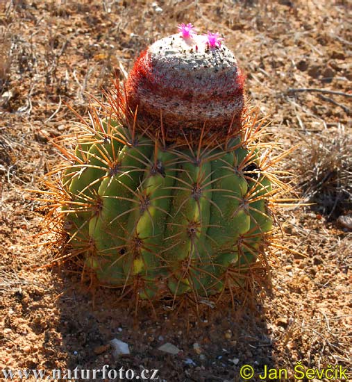 Kaktus (Melocactus caesius)