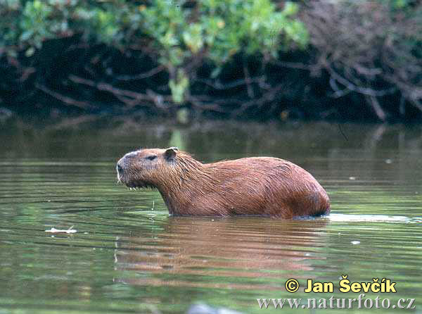 Kapybara (Hydrochoerus hydrochaeris)