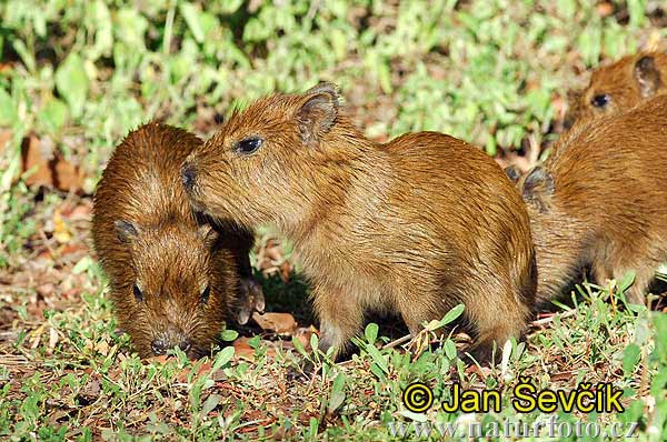 Kapybara (Hydrochoerus hydrochaeris)