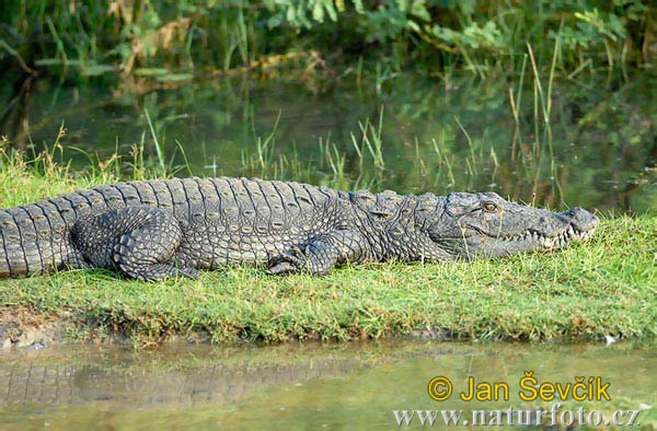 Krokodíl bahenný (Crocodylus palustris)