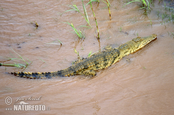 Krokodíl nílsky (Crocodylus niloticus)