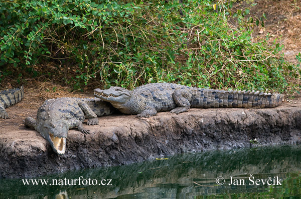 Krokodíl nílsky (Crocodylus niloticus)