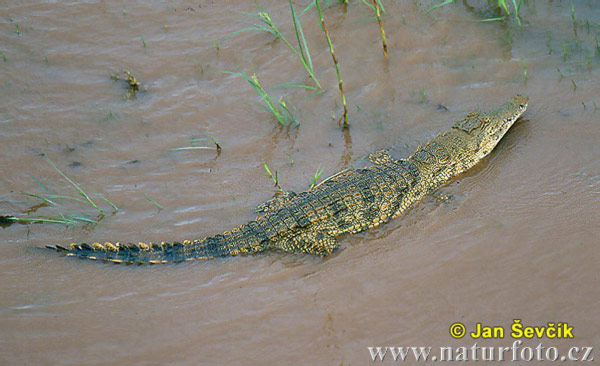 Obrázek “http://www.naturfoto.cz/fotografie/sevcik/krokodyl-nilsky--crocodylus-niloticus-2.jpg” nelze zobrazit, protože obsahuje chyby.
