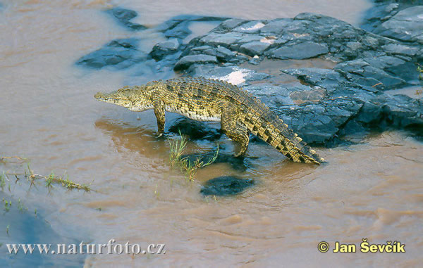 Krokodýl nilský (Crocodylus niloticus)