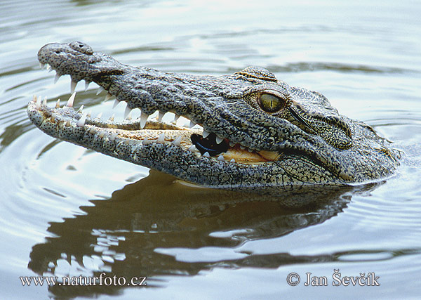 Krokodýl nilský (Crocodylus niloticus)