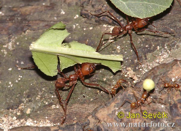 mravenec  atta sp mravenec 1