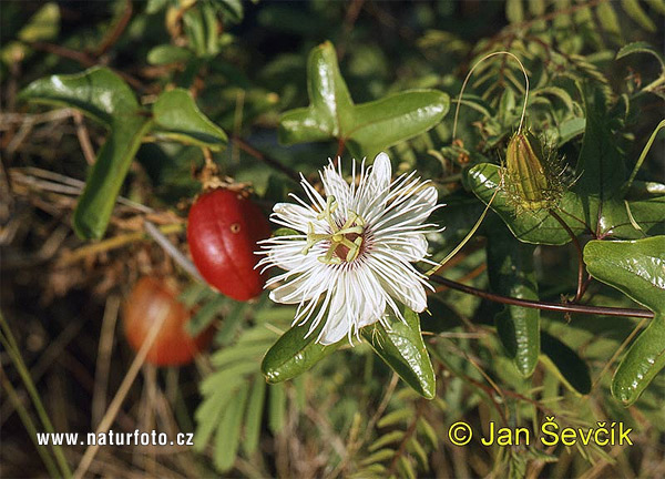 Mučenka (Passiflora sp.)