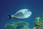 Bodlok (Acanthurus sohal)