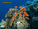 Bradáč (Pseudanthias squamipinnis)