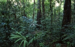 Deštný les Petén Tikal (<em>GCA</em>)
