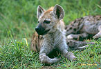 Hyena skvrnitá - mládě (Crocuta crocuta)