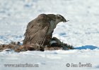 Jestřáb lesní (Accipiter gentilis)