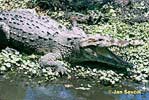 Krokodíl dlhohlavý