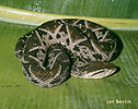 Křovinář sametový (Bothrops asper)