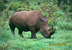 Nosorožec tuponosý biely