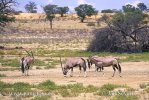 Oryx jihoafrický