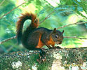 Veverka měnivá (Sciurus granatensis) Veverka měnivá (Sciurus granatensis)