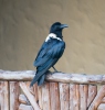 Vrana štítnatá