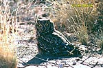 Obrázek “http://www.naturfoto.cz/fotografie/sevcik/nahled-vyr-africky--bubo-africanus.jpg” nelze zobrazit, protože obsahuje chyby.