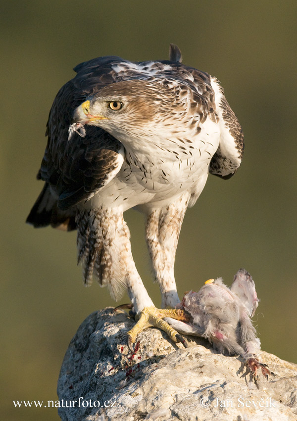 orol (Aquila fasciata)