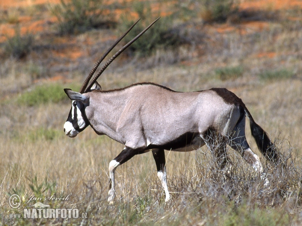 Oryx jihoafrický (Oryx gazella gazella)