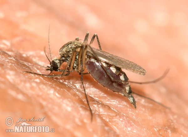 Sající komár (Culex sp.)
