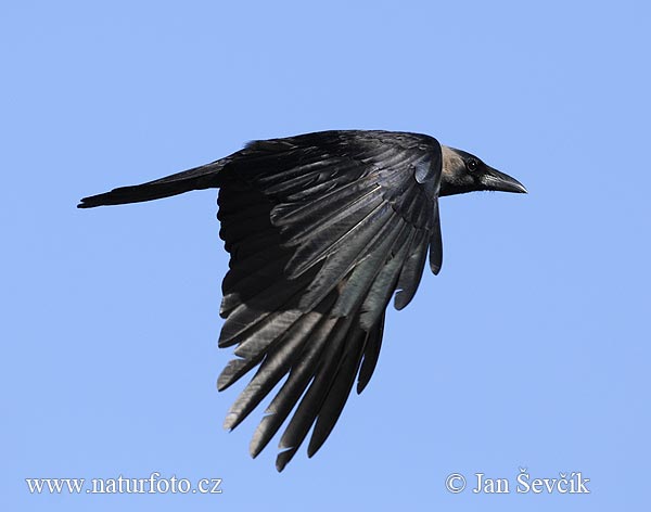 Vrana lesklá (Corvus splendens)