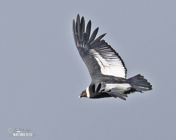 Andean Condor (Vultur gryphus)
