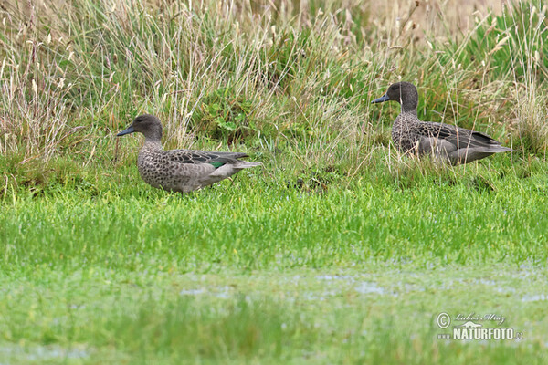 Andean Teal (Anas andium)