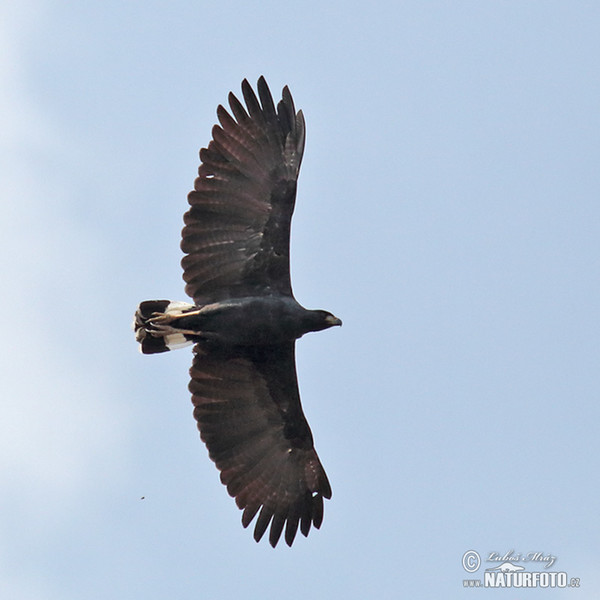Great Black-Hawk (Buteogallus urubitinga)